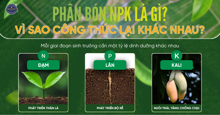 Phân bón NPK là gì? Vì sao cùng là NPK nhưng công thức lại khác nhau?