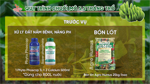 Phương pháp bón chuối điển hình