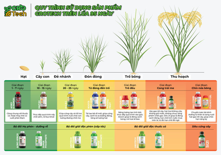 Phương pháp bón lúa điển hình