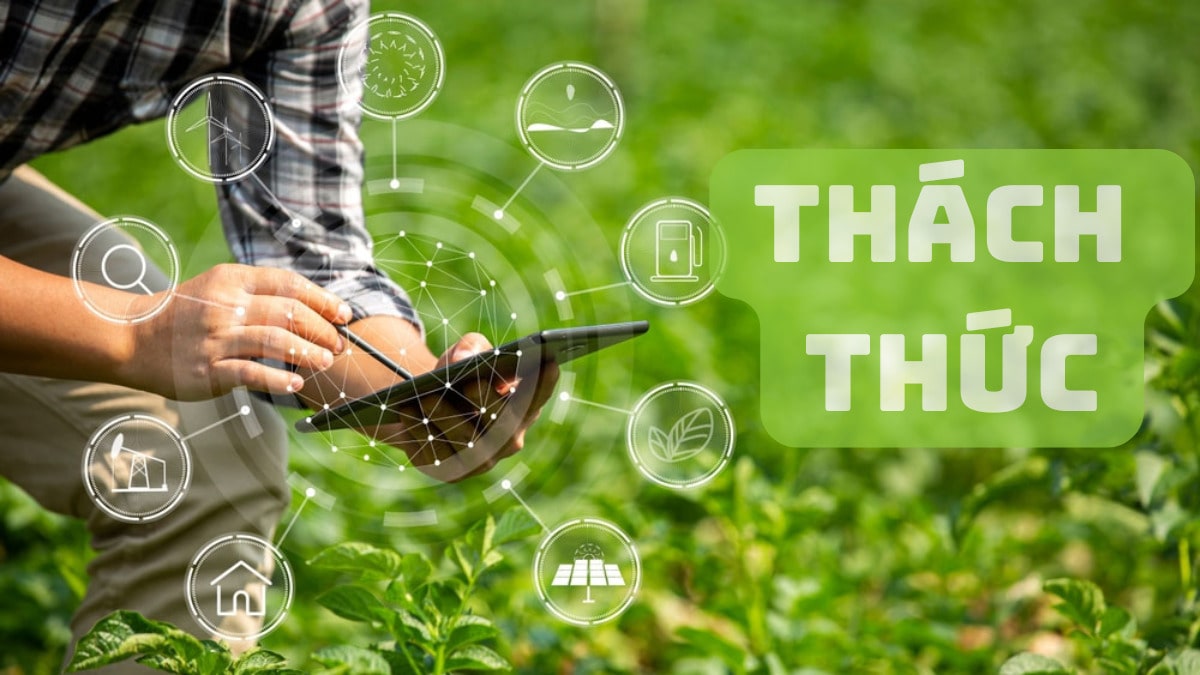 Nông dân sử dụng máy tính bảng kiểm tra dữ liệu trang trại