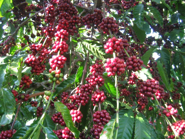 Cây công nghiệp