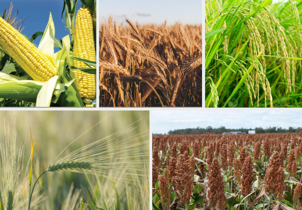 Cây lương thực